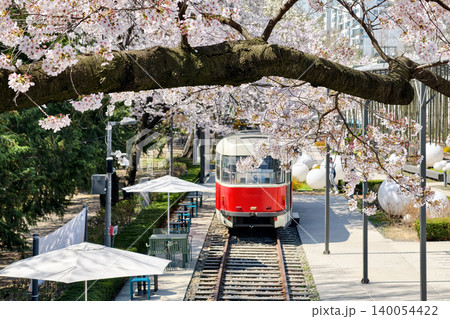 cherry sakura blossom tunnel by Red train, Hwarangdae Railway Park, Seoul cherry sakura blossom tunnel by Red train, Hwarangdae Railway Park, Seoul 140054422