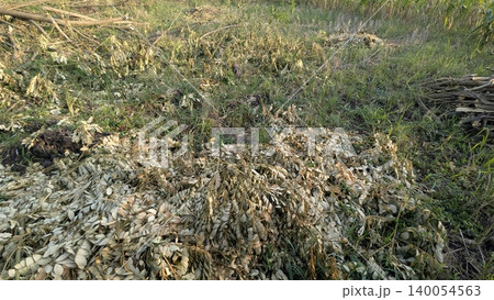 A field with dry, fallen leaves and branches at the bottom. A mix of green grass and dirt fills the top half, with a pile of cut branches on the far right. A field with dry, fallen leaves and branches at the bottom. A mix of green grass and dirt fills the top half, with a pile of cut branches on the far right. 140054563