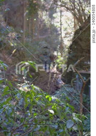 高尾山の春、木漏れ日きらめく癒しの新緑風景 高尾山の春、木漏れ日きらめく癒しの新緑風景 140054808