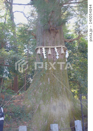 春の陽光注ぐ高尾山のご神木、注連縄が示す神聖な生命の息吹 140054844