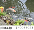 緑道で泳ぐ鯉たち 140055023