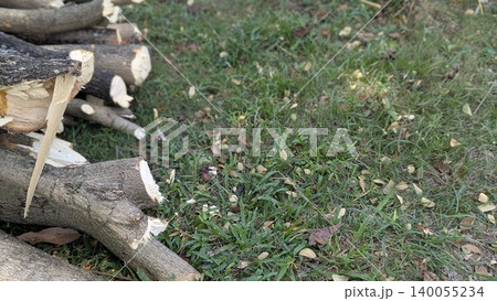 A high-angle photo shows a pile of freshly cut wood logs on the left side of the frame. The logs have jagged edges and are resting on green grass with some scattered dried leaves. A high-angle photo shows a pile of freshly cut wood logs on the left side of the frame. The logs have jagged edges and are resting on green grass with some scattered dried leaves. 140055234