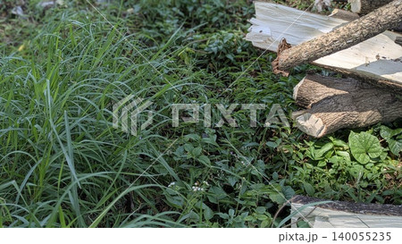 Freshly cut wood logs on the right, surrounded by lush green grass and various plants. The sunlight casts shadows on the logs, highlighting their texture and the contrast with the dense foliage. Freshly cut wood logs on the right, surrounded by lush green grass and various plants. The sunlight casts shadows on the logs, highlighting their texture and the contrast with the dense foliage. 140055235