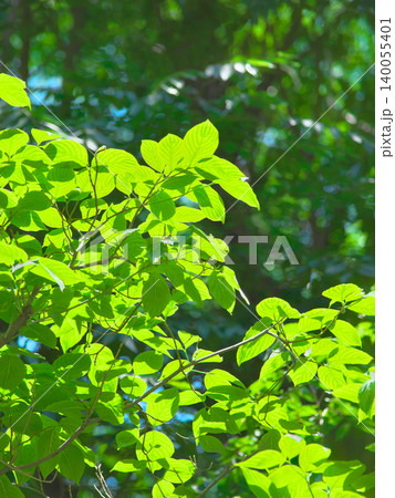 逆光を受けて輝く5月の新緑 自然風景(2026年5月) 逆光を受けて輝く5月の新緑 自然風景(2026年5月) 140055401