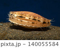 ホタテ 貝 二枚貝 貝の目 ホタテ 貝 二枚貝 貝の目 140055584