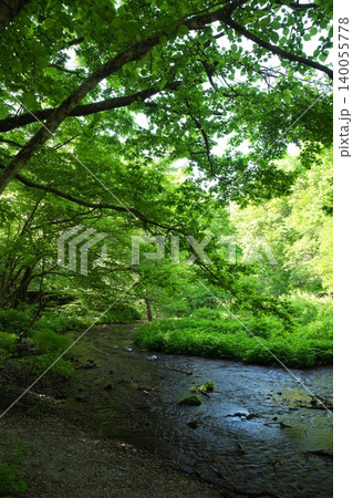新緑が美しい鳥取県奥大山の木谷沢渓流 新緑が美しい鳥取県奥大山の木谷沢渓流 140055778