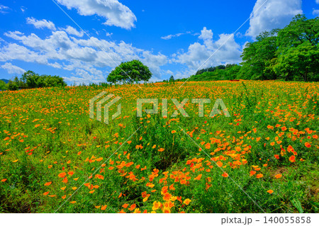 五月晴れの初夏 満開のハナビシソウ花畑と丘の上の一本の木・赤黄緑の3つベンチ 五月晴れの初夏 満開のハナビシソウ花畑と丘の上の一本の木・赤黄緑の3つベンチ 140055858