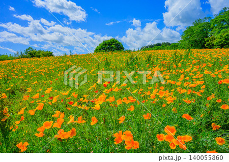 五月晴れの初夏 満開のハナビシソウ花畑と丘の上に佇む一本の木 無人の広角風景 五月晴れの初夏 満開のハナビシソウ花畑と丘の上に佇む一本の木 無人の広角風景 140055860