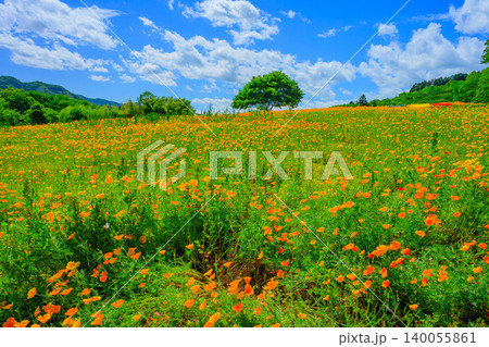 五月晴れの初夏 満開のハナビシソウ花畑と丘の上の一本の木・赤黄緑の3つベンチ 140055861