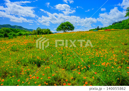 五月晴れの初夏 満開のハナビシソウ花畑と丘の上の一本の木・赤黄緑の3つベンチ 140055862
