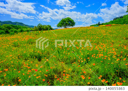 五月晴れの初夏 満開のハナビシソウ花畑と丘の上の一本の木・赤黄緑の3つベンチ 140055863