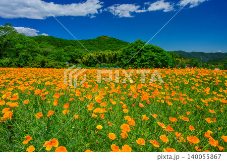 五月晴れの初夏 満開のハナビシソウ花畑と新緑の山並みに広がる爽やかな青空 140055867