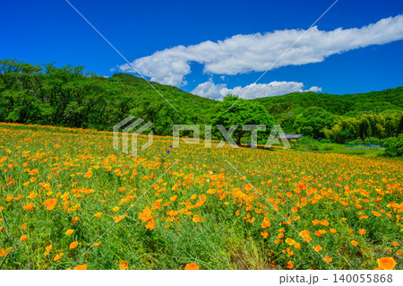 五月晴れの初夏 満開のハナビシソウ花畑と新緑の山並みに広がる爽やかな青空 140055868