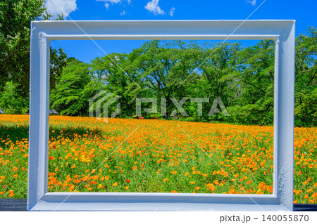 初夏のながとろ花の里 画面いっぱいの白い額縁とその向こうに広がる満開のハナビシソウ花畑 140055870