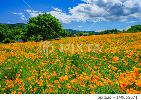 初夏のハナビシソウ花畑 丘の上のベンチに腰かけるシニア夫婦の後ろ姿と一本の木 140055871