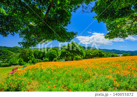五月晴れの初夏 満開のハナビシソウ花畑と3色のベンチ 新緑の枝を前景にした奥行きある風景 140055872