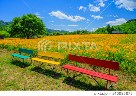 五月晴れの初夏 満開のハナビシソウ花畑と一本の木 手前に大きく斜めに配したカラフルな3色ベンチ 140055873