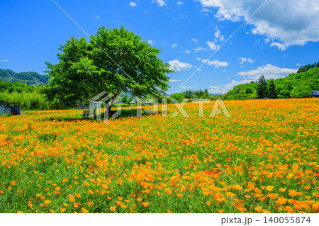 五月晴れの初夏 満開のハナビシソウ花畑と丘の上の白いベンチ 右側に配した一本の木と丸い木陰 140055874