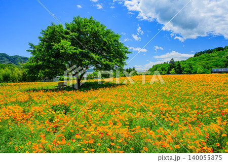 五月晴れの初夏 満開のハナビシソウ花畑と丘の上の白いベンチ 右側に配した一本の木と丸い木陰 140055875