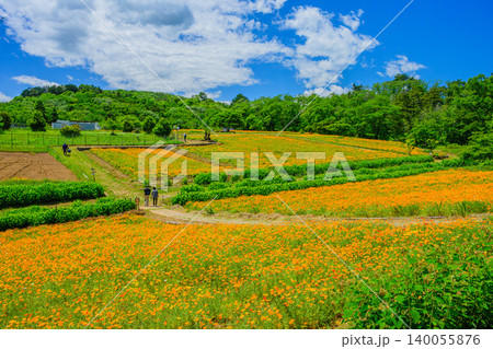 初夏のながとろ花の里 満開のハナビシソウ花畑の全景と散策する観光客の後ろ姿 140055876