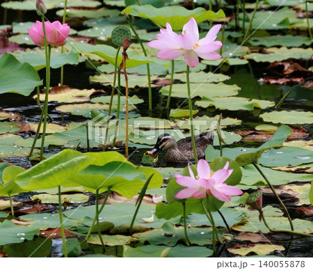 千秋公園の蓮の花とカルガモ 140055878