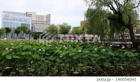 千秋公園広小路お堀の蓮の花 140056045