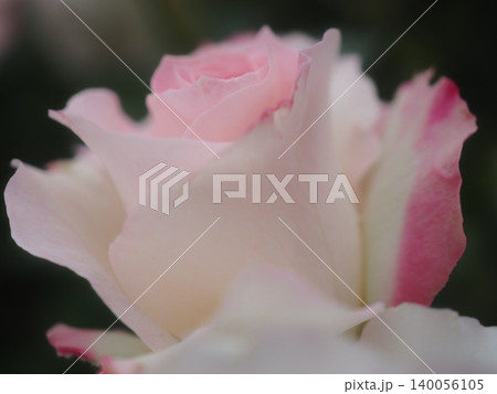 バラ(マチルダ 20260515051843) バラ(マチルダ 20260515051843) 140056105