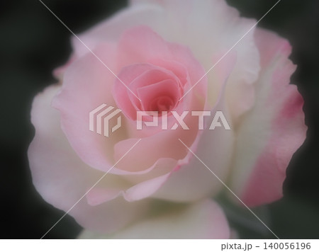 バラ（マチルダ　aff20260515051926) 140056196