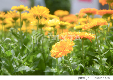 「初夏の日差しに輝くオレンジ色の花畑 「初夏の日差しに輝くオレンジ色の花畑 140056380