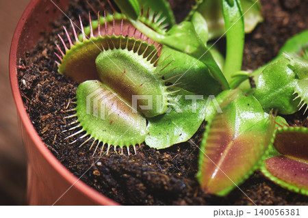 Venus Flytrap Carnivorous Plant in Terracotta Pot Close-Up Venus Flytrap Carnivorous Plant in Terracotta Pot Close-Up 140056381
