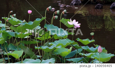 蓮の花と成長した花托の実 蓮の花と成長した花托の実 140056405