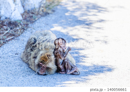A curious young monkey plays next to its mother monkey in the wild during the daytime A curious young monkey plays next to its mother monkey in the wild during the daytime 140056661