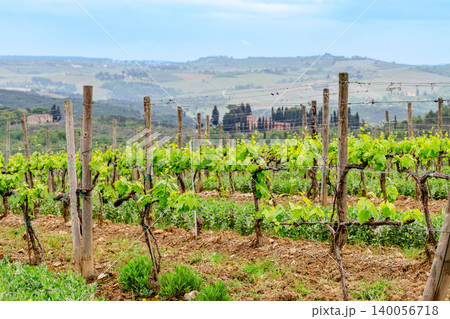 Rolling vineyard landscape under cloudy sky in the countryside Rolling vineyard landscape under cloudy sky in the countryside 140056718