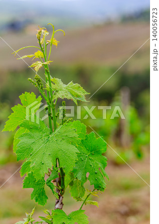 Vine growth in a lush vineyard under cloudy skies in spring season 140056723