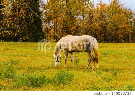 Gray horse grazing peacefully in an autumn field 140056737
