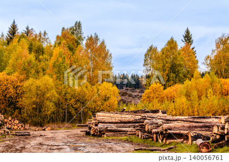 Autumn landscape with timber stacks and vibrant trees in a forest setting 140056761