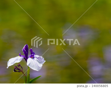 水辺に咲く花菖蒲 初夏の風景 コピースペース 水辺に咲く花菖蒲 初夏の風景 コピースペース 140056805