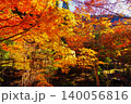 愛知県民の森紅葉 140056816