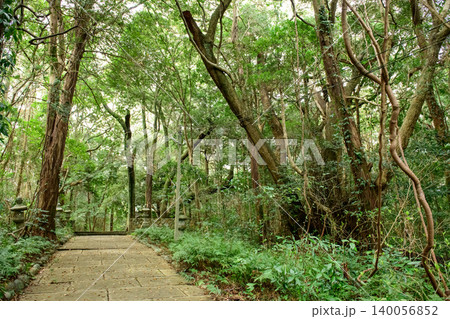 江須崎島 春日神社参道 暖地性植物群落 和歌山県 江須崎島 春日神社参道 暖地性植物群落 和歌山県 140056852