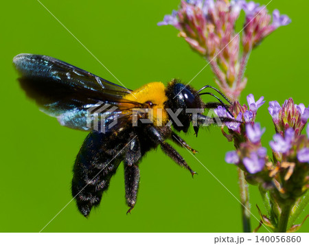花の蜜を吸うクマバチの接写 春の自然風景 140056860