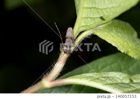 シナノクロフカミキリ シナノクロフカミキリ 140057153