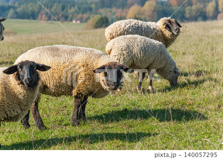 Herd of sheep grazing on pasture 140057295