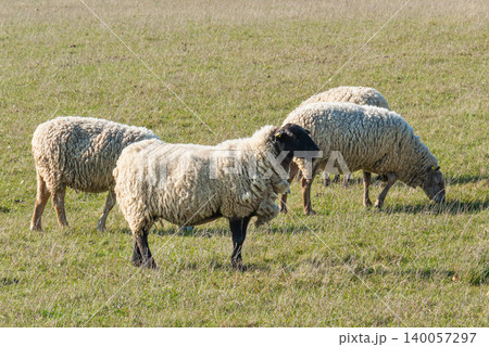 Herd of sheep grazing on pasture Herd of sheep grazing on pasture 140057297