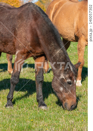 Horses on a pasture during autumn Horses on a pasture during autumn 140057302