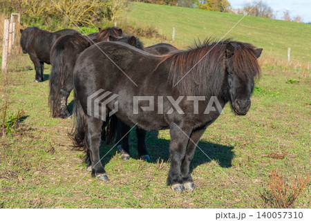 Pony horses grazing on a pasture 140057310