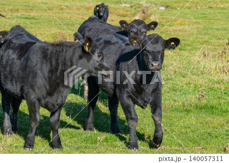 A herd of black cattle on green outdoor pasture A herd of black cattle on green outdoor pasture 140057311