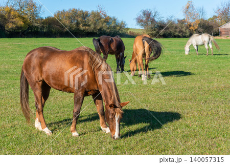 Horses on a pasture during autumn Horses on a pasture during autumn 140057315