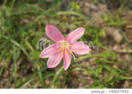 Pink Rain Lily Flower Blooming in Grass Outdoors Pink Rain Lily Flower Blooming in Grass Outdoors 140057854