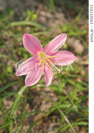 Pink Rain Lily Flower Blooming in Grass Outdoors	 140057855