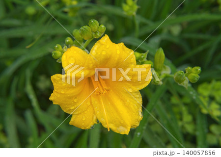 Yellow Daylily Flower Blooming with Raindrops in a Garden	 140057856